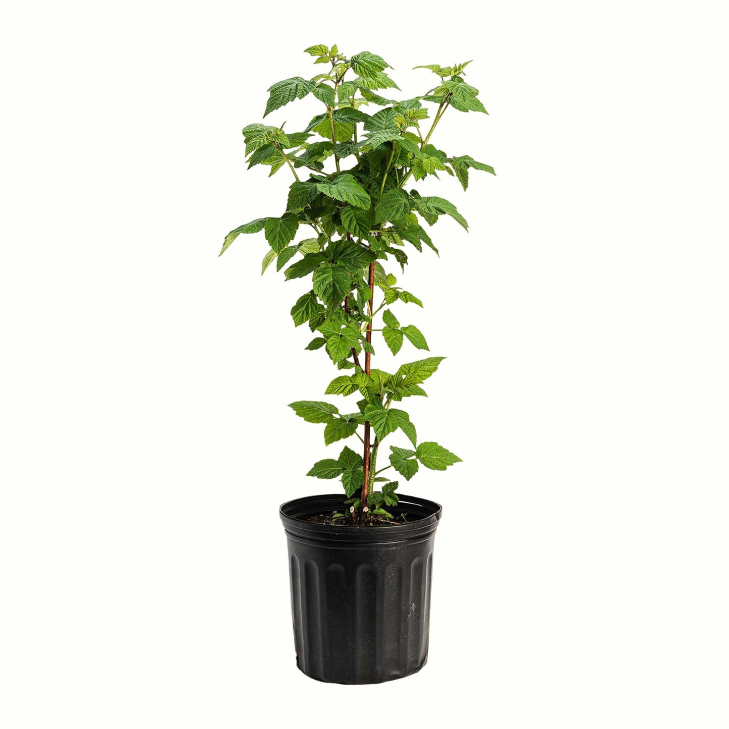 Nova Red Raspberry Bush