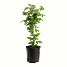 Nova Red Raspberry Bush
