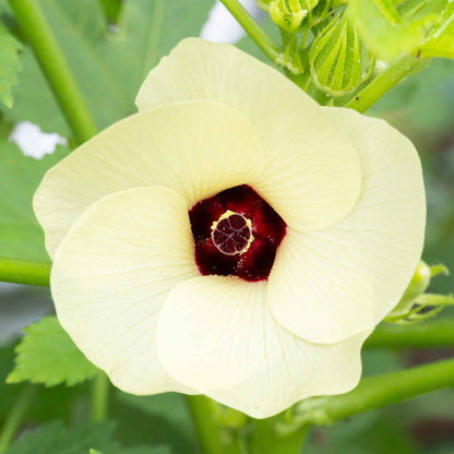 A close-up of the white blooming flower of the Red Burgundy Okra.
