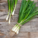 Onion Seeds (Bunching) - Evergreen White Nebuka