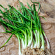 Onion Seeds (Bunching) - Heshiko