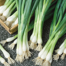 A close-up shot of several long, slender white Lisbon bunching onions with green tops.