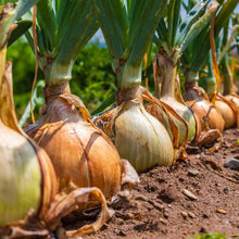 A close-up view of whole, unpeeled yellow sweet Spanish onions, showing their papery skins and rounded forms.