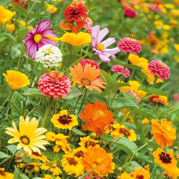 orange-sherbet-flower-seed-mix