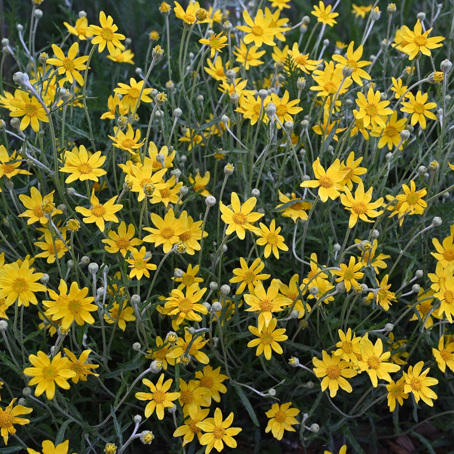 A dense cluster of bright yellow oregon sunshine flowers with slender green stems and small buds, photographed close up in a garden-like setting.