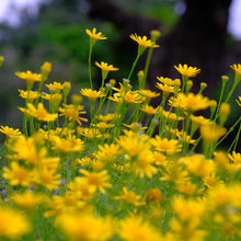 A close-up view of a field of small yellow oregon sunshine flowers with green stems and leaves, photographed outdoors with a blurred natural background.