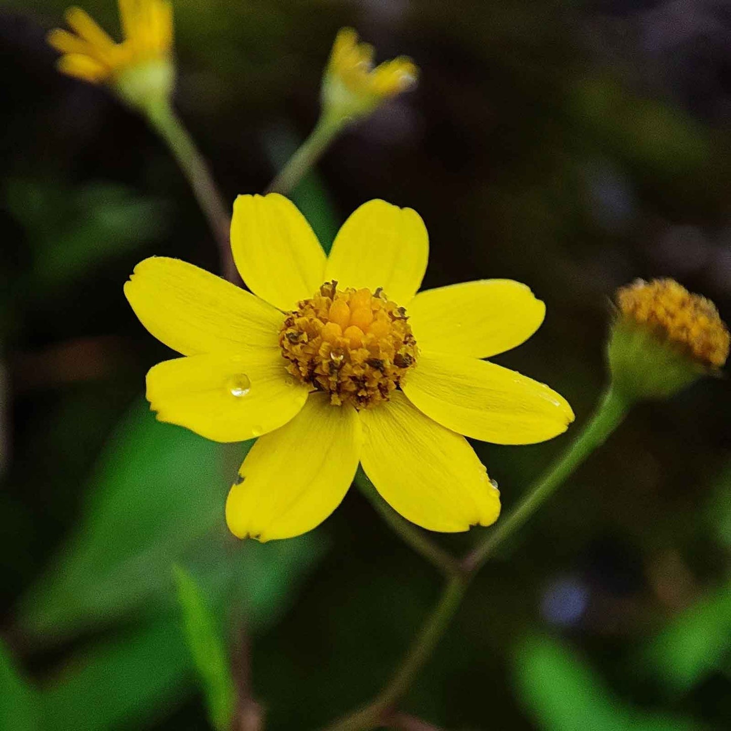 A close-up photograph of a bright yellow oregon sunshine flowers with a brown textured center, surrounded by green foliage and other blurred flowers in the background.