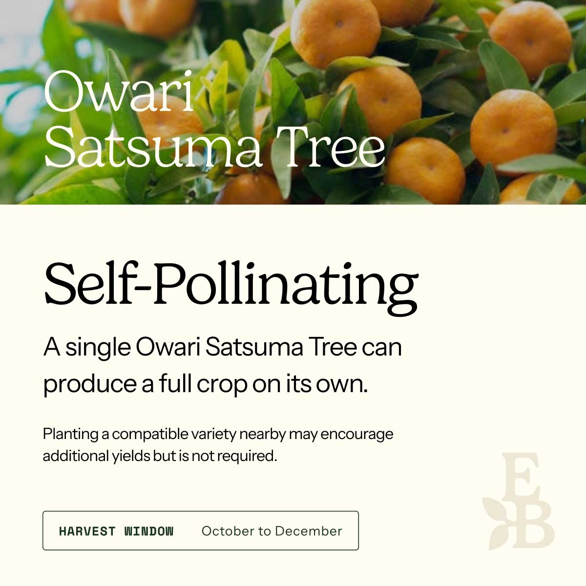 Informational graphic for a Owari Satsuma Tree, featuring a top photo of satsumas and text stating it is self-pollinating and produces a full crop on its own.