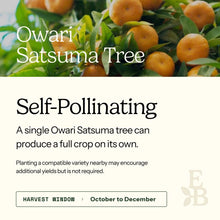 Owari Satsuma Tree