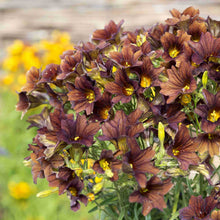 Close-up of dark purple painted tongue cafe au lait flowers with yellow centers against a blurred natural background