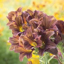 Close-up of dark purple painted tongue cafe au lait flowers with yellow centers against a blurred natural background