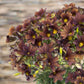 Close-up of dark purple painted tongue cafe au lait flowers with yellow centers against a blurred natural background