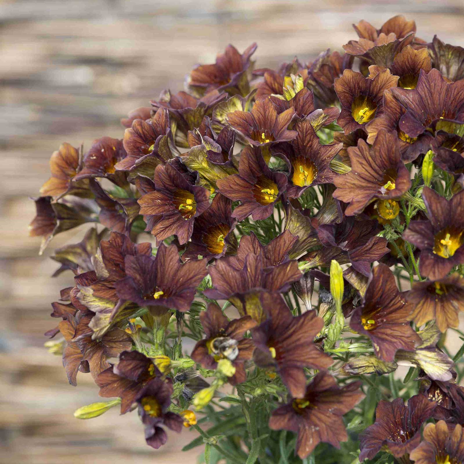 Close-up of dark purple painted tongue cafe au lait flowers with yellow centers against a blurred natural background