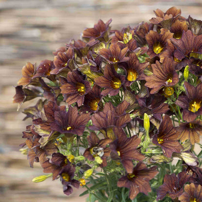 Close-up of dark purple painted tongue cafe au lait flowers with yellow centers against a blurred natural background