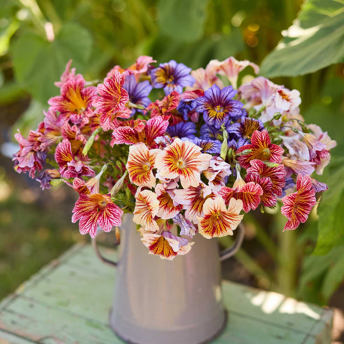 A bouquet of painted tongue superbissima mix flowers in a natural setting