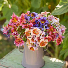 A bouquet of painted tongue superbissima mix flowers in a natural setting