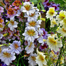 A close-up shot of several vibrant orange and yellow painted tongue flowers in full bloom.