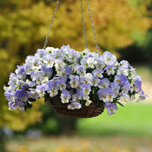 Pansy cool wave frost purple and white bloom with dark center in a garden setting.
