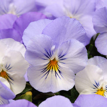 Pansy cool wave frost purple and white large bloom with green leaves in an outdoor setting.