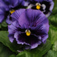 pansy frizzle sizzle blue