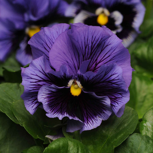 pansy frizzle sizzle blue