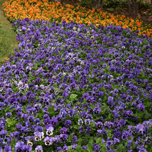  Pansy frizzle sizzle blue blue blooms massed in a border alongside yellow flowers.