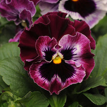 Pansy frizzle sizzle raspberry deep pink ruffled blooms in a garden bed with green foliage.