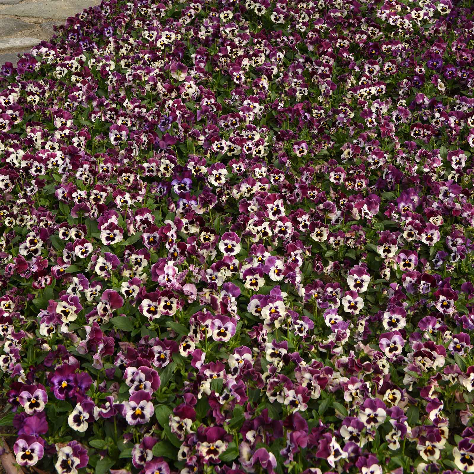 Matrix Raspberry Mix Pansy Seeds - Frizzle Sizzle Raspberry | Flower Seeds in Packets & Bulk ...