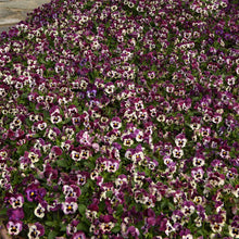 Pansy frizzle sizzle raspberry deep pink ruffled bloom with dark veins on a blurred backdrop.