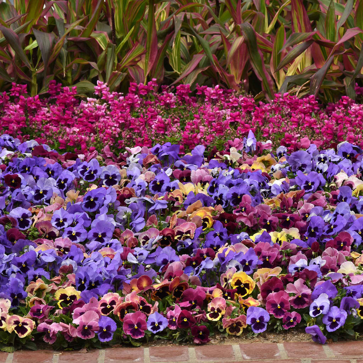 Matrix Raspberry Mix Pansy Seeds - Matrix Costal Sunrise Mix | Flower Seeds in Packets ...