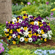 Pansy Seeds - Swiss Giants Mix