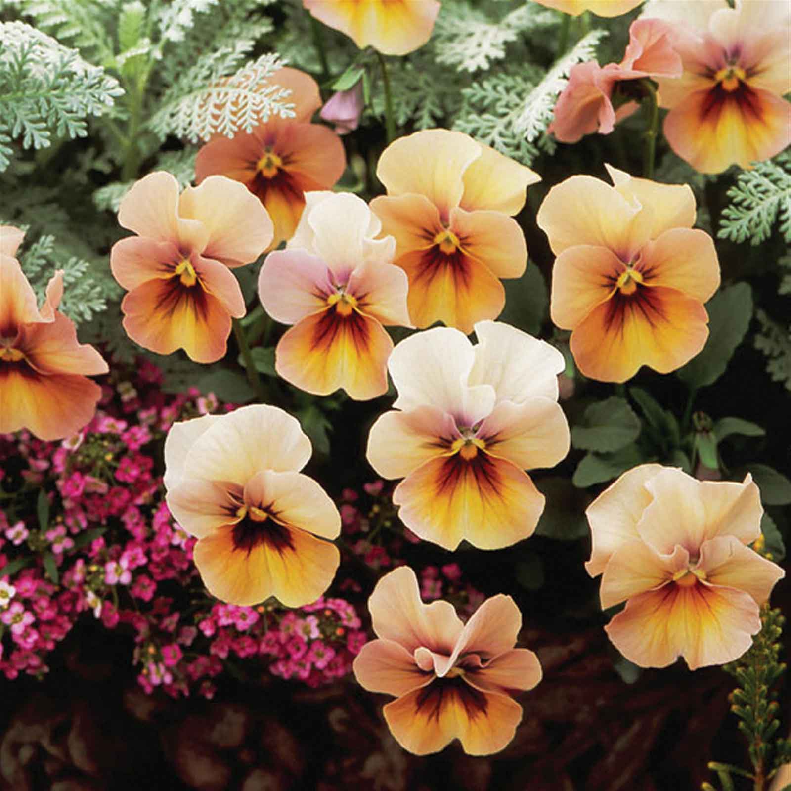 pansy nature antique shades