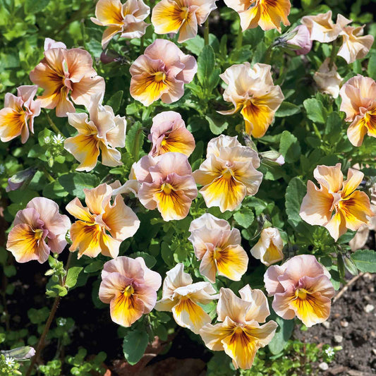 pansy nature antique shades