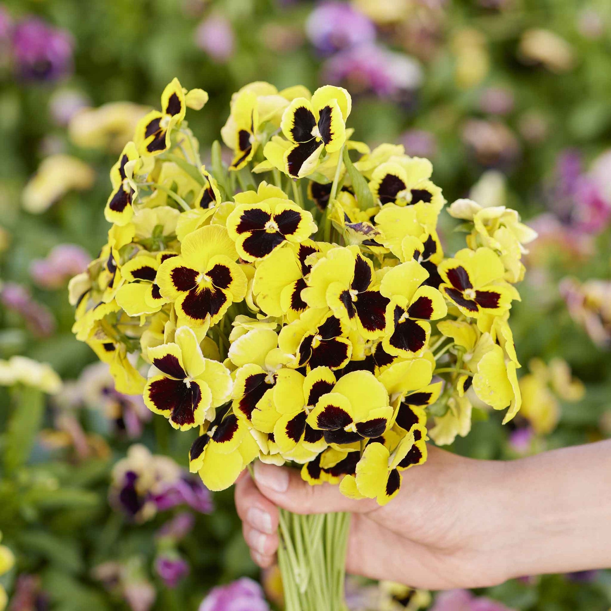 Rhinegold pansy yellow bloom with dark purple blotches on a blurred leafy backdrop.