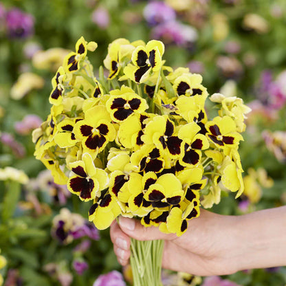 Rhinegold pansy yellow bloom with dark purple blotches on a blurred leafy backdrop.