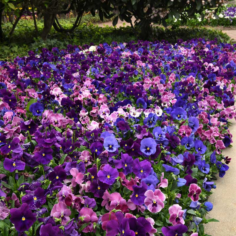 Colorful flower bed with purple, pink, and blue pansy top wave elevation mix flowers in a garden setting.