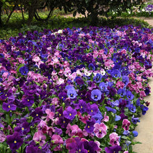 Colorful flower bed with purple, pink, and blue pansy top wave elevation mix flowers in a garden setting.