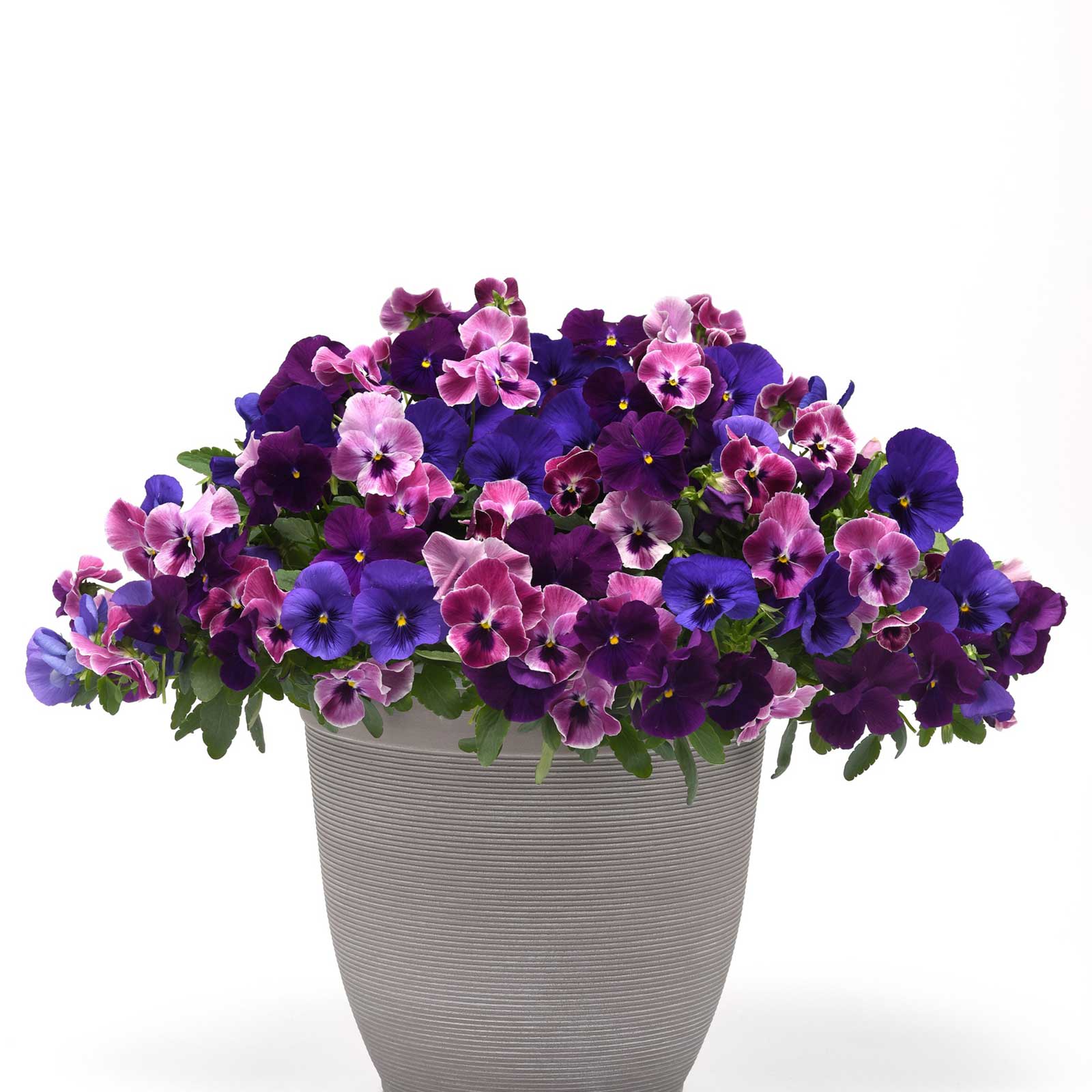 Potted plant with purple and pink pansy top wave elevation mix flowers on a white background
