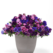 Potted plant with purple and pink pansy top wave elevation mix flowers on a white background