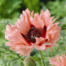 Orange papaver forncett summer with ruffled petals and a dark center, blurred green background.