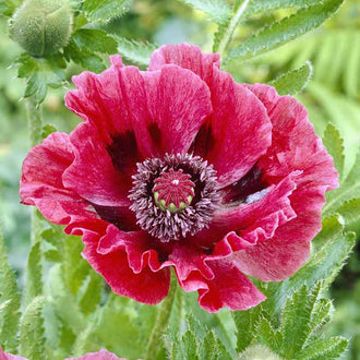 Papaver Roots Papaver Orientale | Shop 8 Varieties | Eden Brothers