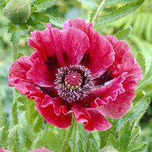 Purple papaver harlem flowers with white centers and green foliage in the background.