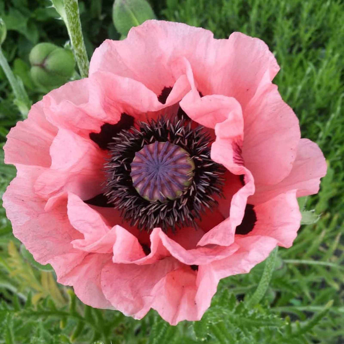 Papaver orientale - Helen Elizabeth | Spring Flower Bulbs | Eden Brothers