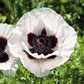 papaver royal wedding