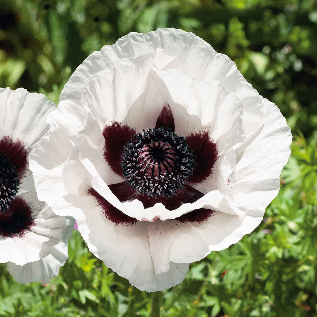 Papaver Roots Papaver Roots - Royal Wedding | Fall Flower Bulbs | Eden Brothers