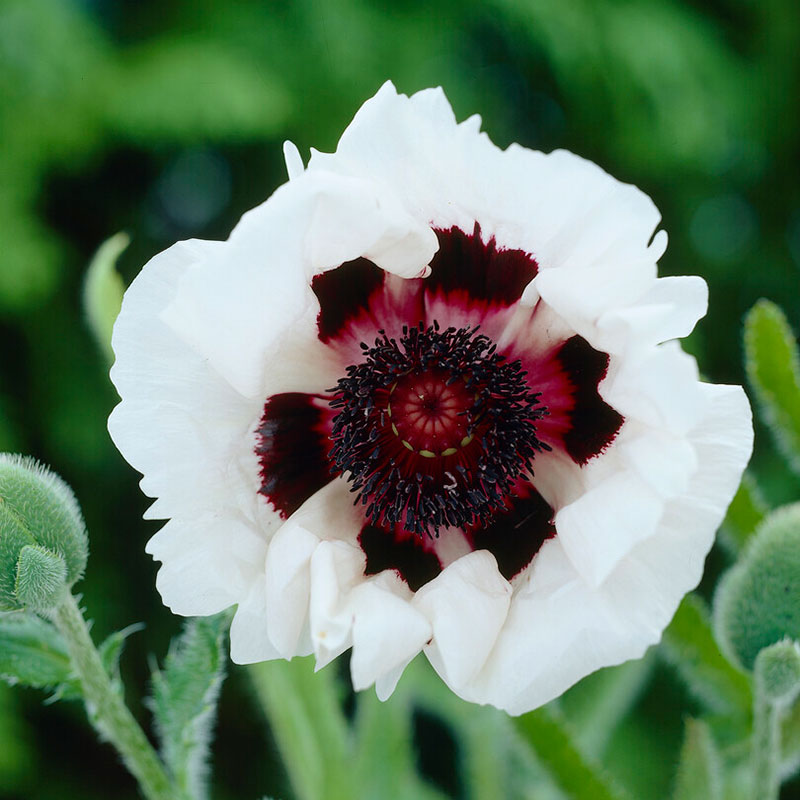 Papaver Roots Papaver Roots - Royal Wedding | Fall Flower Bulbs | Eden Brothers