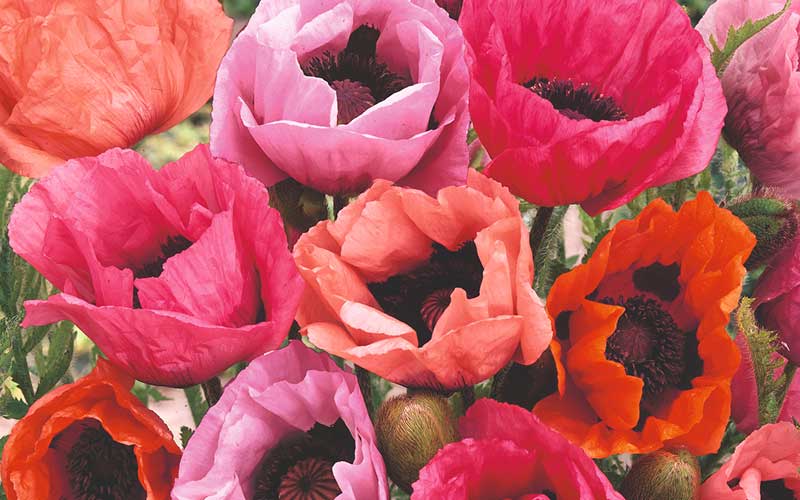 close up of red, pink, and orange papaver flowers