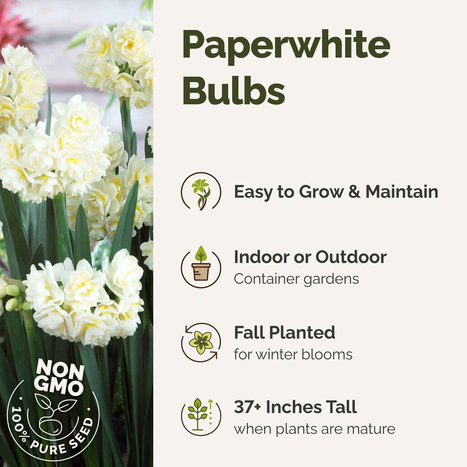 Paperwhite bulbs with text on ease of growth, planting location, bloom time, and plant height.