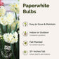 Paperwhite bulbs with text on ease of growth, planting location, bloom time, and plant height.