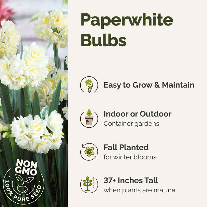 Paperwhite bulbs with text on ease of growth, planting location, bloom time, and plant height.